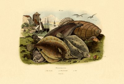 Dab，1833-39 作者 法语学校